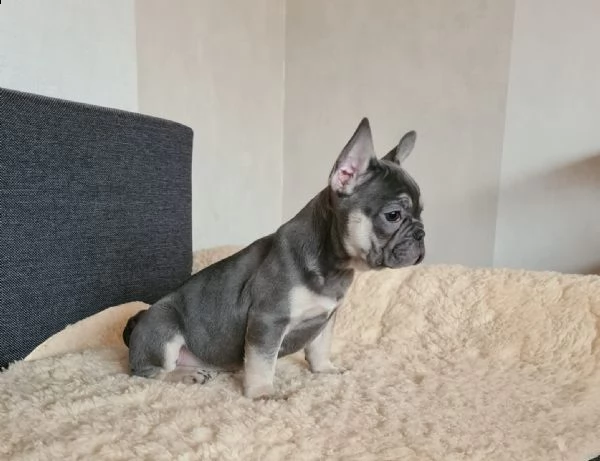 cuccioli bulldog bouledogue francese | Foto 0