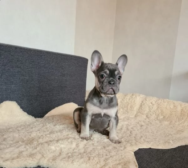 cuccioli bulldog bouledogue francese