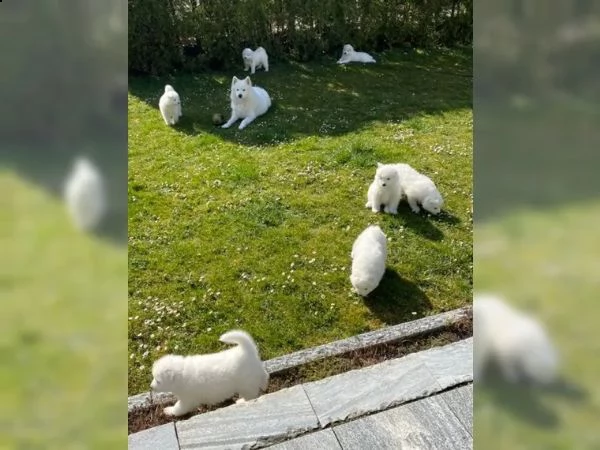 meravigliosa cucciolata di samoiedo | Foto 4