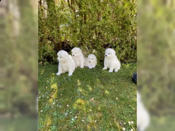 meravigliosa cucciolata di samoiedo | Foto 3