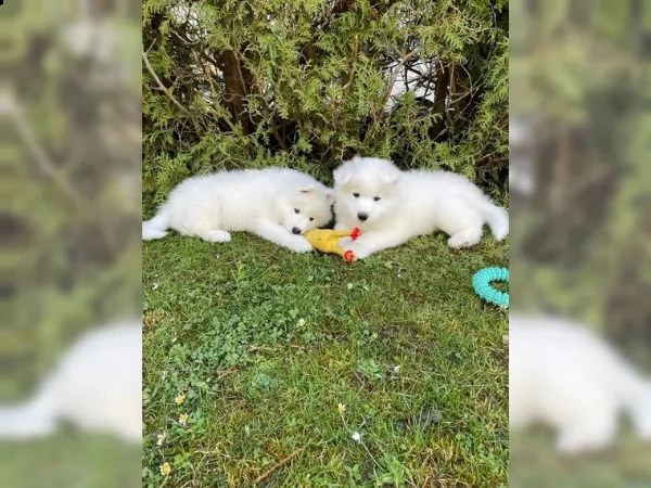 meravigliosa cucciolata di samoiedo | Foto 2