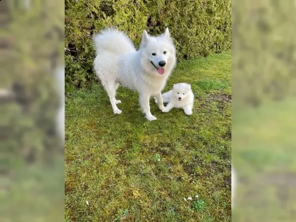 meravigliosa cucciolata di samoiedo | Foto 1