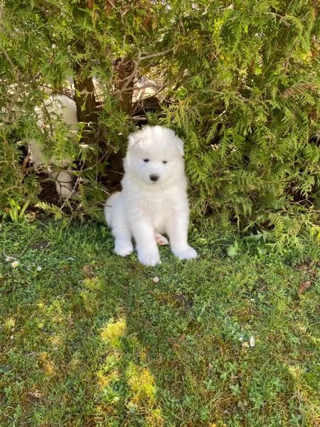 meravigliosa cucciolata di samoiedo