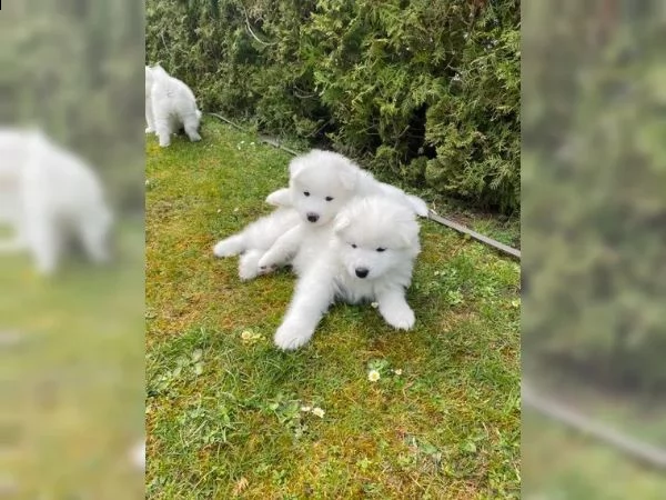 meravigliosa cucciolata di samoiedo | Foto 0