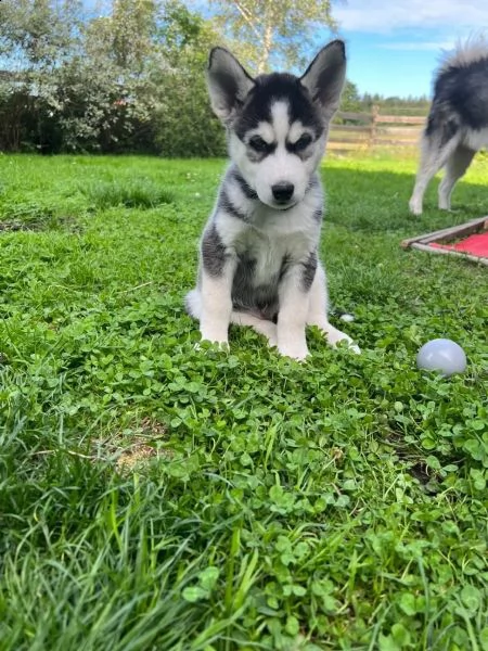 tre cuccioli di siberian husky cioccolato con pedigree | Foto 2