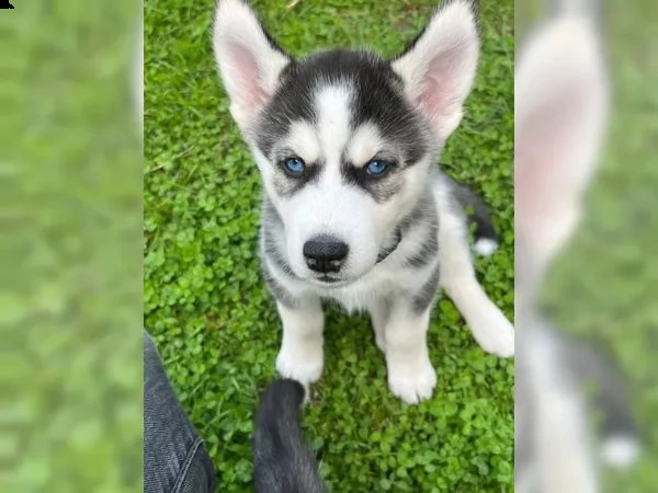 tre cuccioli di siberian husky cioccolato con pedigree | Foto 1
