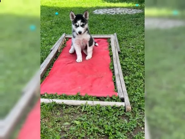 tre cuccioli di siberian husky cioccolato con pedigree | Foto 0