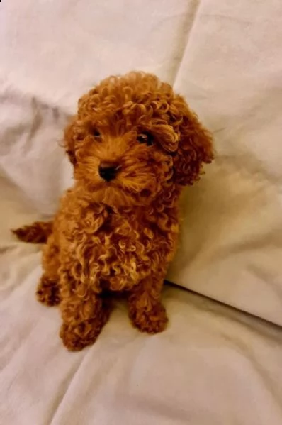 regalo barboncino toy dolce+++++