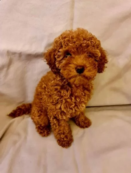 regalo barboncino toy dolce disponibili [at][at][at][at]