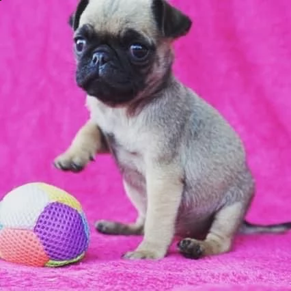 regalo carlino cuccioli toy...