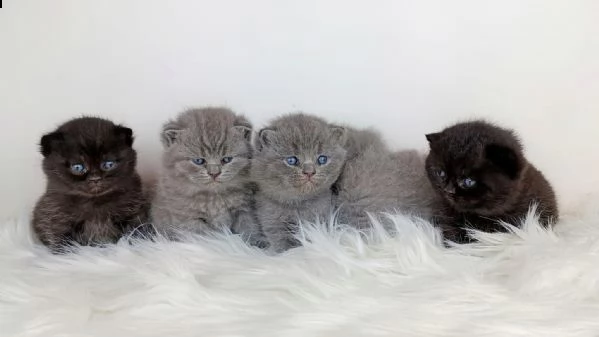  british shorthair qwvn