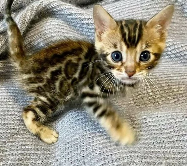 gattini del bengalafvb