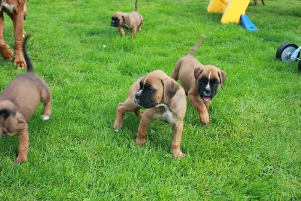 splendido e dolcissimo cucciolo di boxer