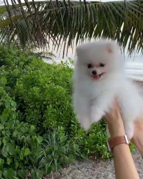 simpatici cuccioli di pomerania per nuove case