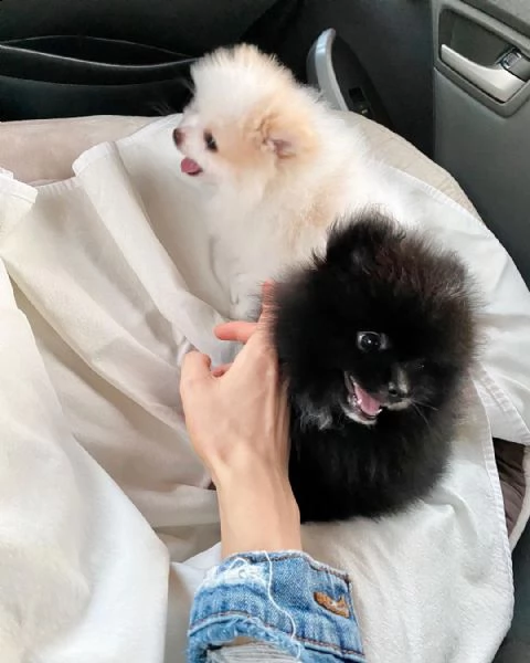 simpatici cuccioli di pomerania per nuove case | Foto 1