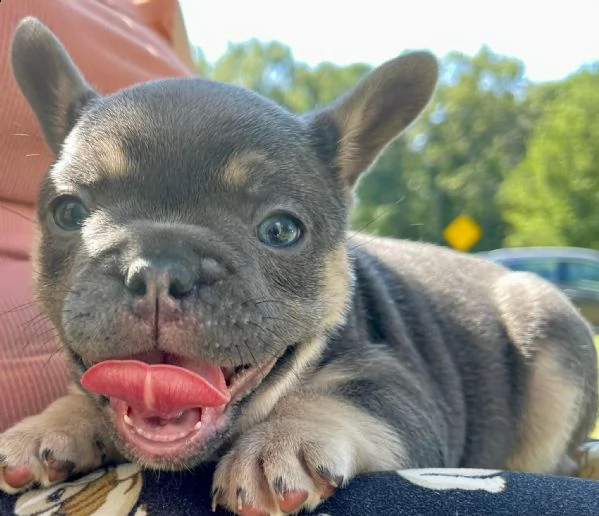 cuccioli di bulldog francese in regalo per una famiglia amorevole | Foto 3