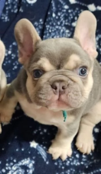 cuccioli di bulldog francese in regalo per una famiglia amorevole | Foto 2