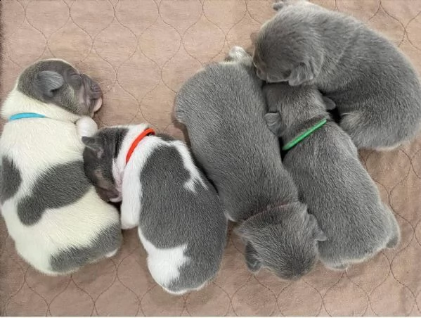 cuccioli di bulldog francese in regalo per una famiglia amorevole