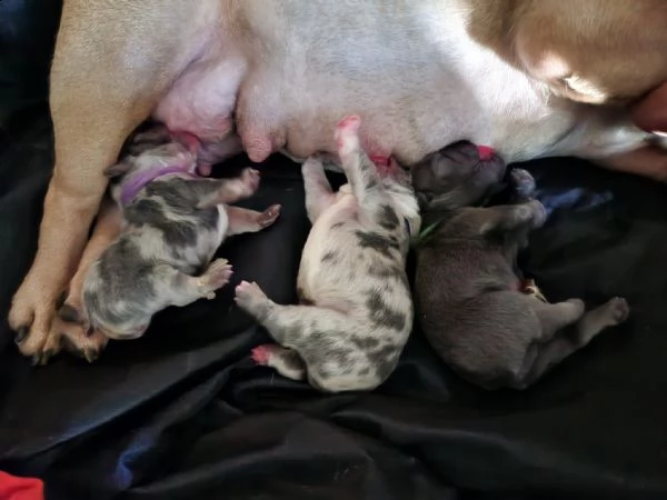 cuccioli di bulldog francese in regalo per una famiglia amorevole | Foto 1