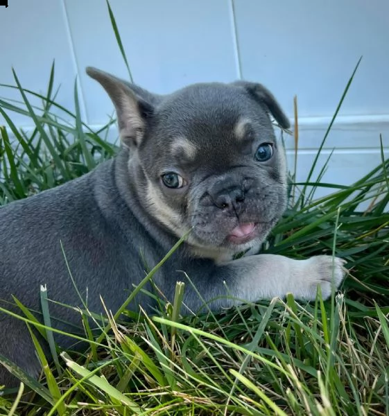 cuccioli di bulldog francese in regalo per una famiglia amorevole | Foto 0