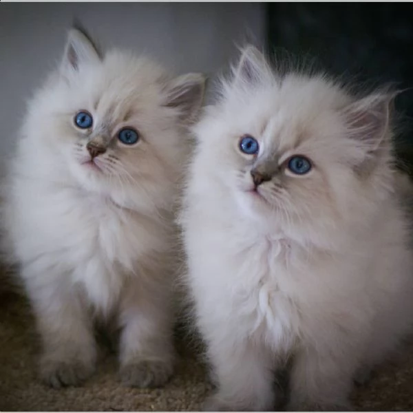 simpatici gattini siberiani maschi e femmine per regalo 