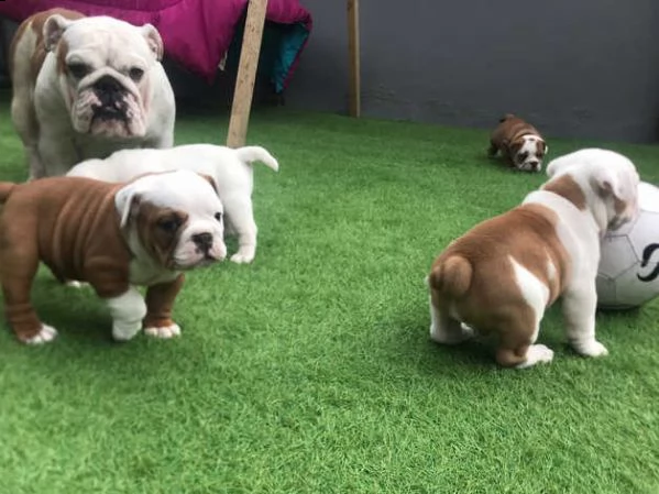 cucciolo di bulldog inglese pronto a partire | Foto 2