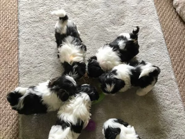 shih-tzu cuccioli | Foto 2