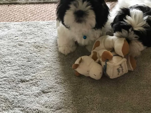 shih-tzu cuccioli | Foto 0