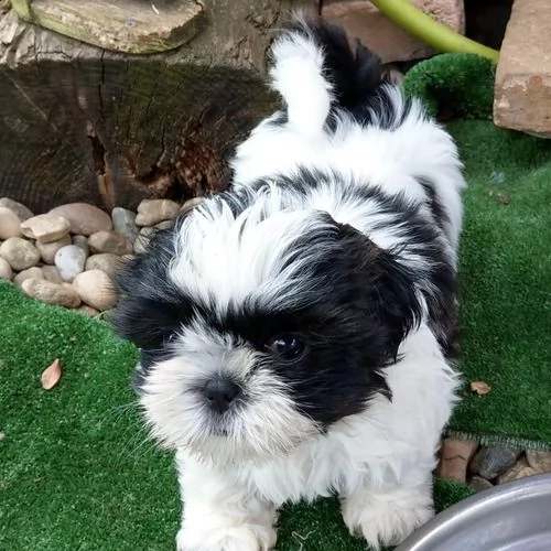 shih-tzu cuccioli