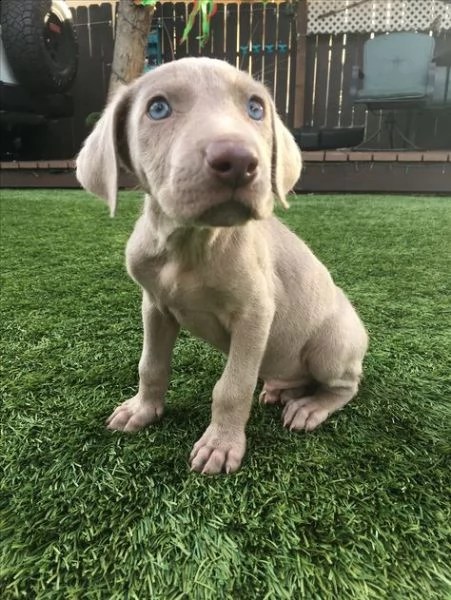 adorabili cuccioli alano femminucce e maschietti disponibili i cuccioli sono vaccinati sverminati ci