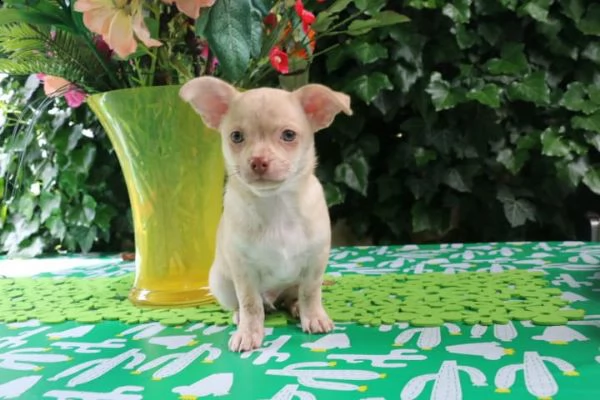 cuccioli di chihuahua toy | Foto 0