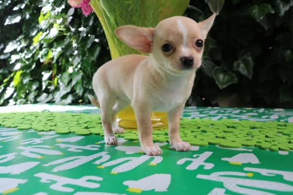 cuccioli di chihuahua toy
