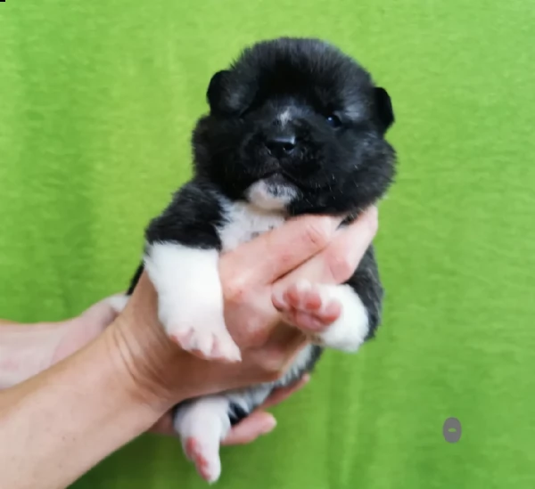 l'americano akita fci [at] simpatici cuccioli | Foto 0