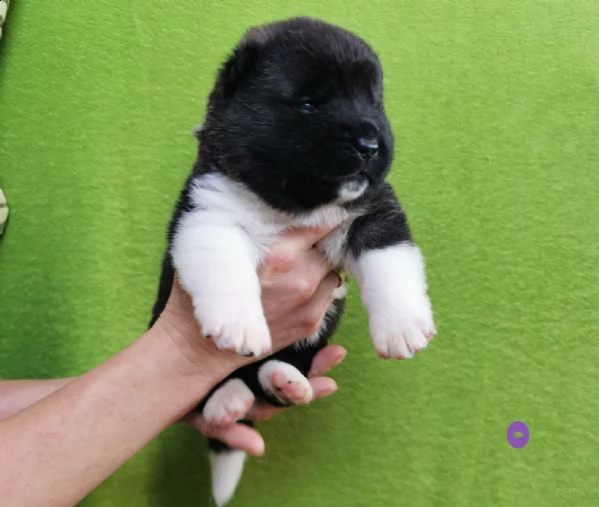 l'americano akita fci [at] simpatici cuccioli