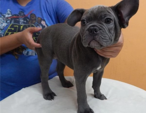 bouledogue francese cuccioli disponibili
