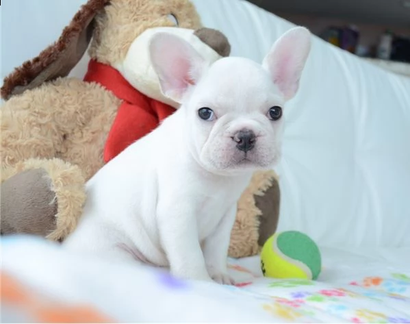 bouledogue francese cuccioli disponibili | Foto 0
