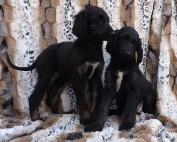 cuccioli adorabili di levriero afgano