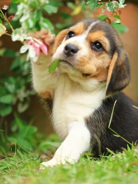 regalo beagle meravigliosi cuccioli di beagle ottima genealogia, gia vaccinati, sverminati e microch