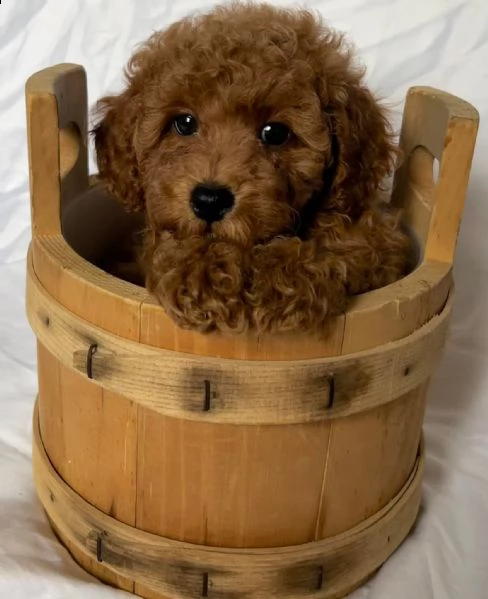 cuccioli di barboncini taglia piccola