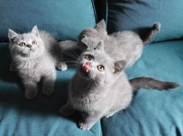 bellissimi gattini british shorthair maschi e femmine