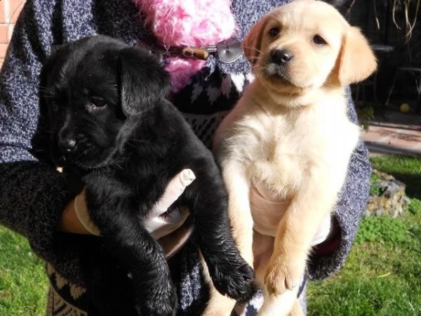 disponibile cucciola di labrador | Foto 0
