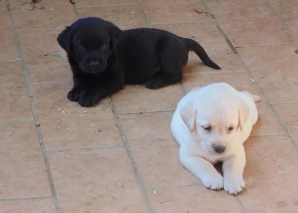 disponibile cucciola di labrador