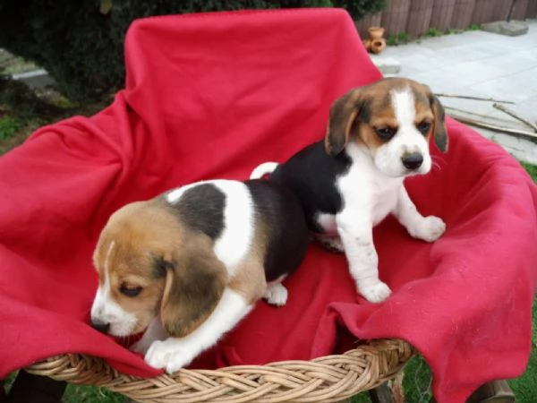 beagle tricolori cuccioli | Foto 1