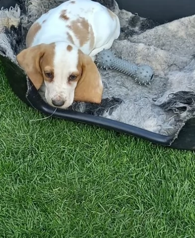 cuccioli di bassethound