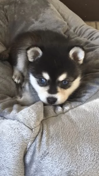 regalo siberian husky con pedigree consegna con : libretto sanitario, vaccini certificati dal veteri