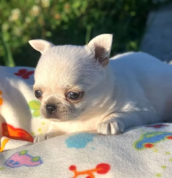 vendo cuccioli di chihuahua | Foto 2