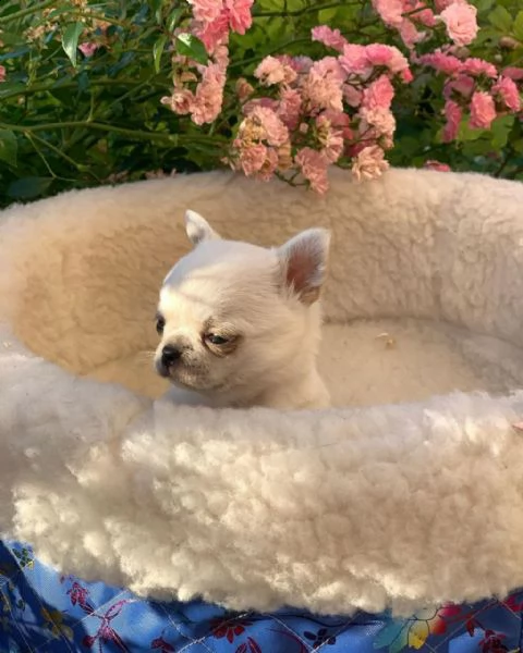 vendo cuccioli di chihuahua | Foto 1