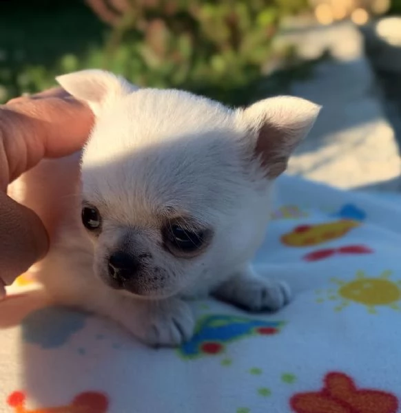 vendo cuccioli di chihuahua | Foto 0