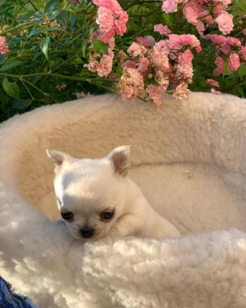 vendo cuccioli di chihuahua