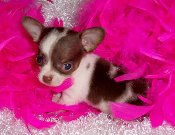 disponibili cuccioli di chihuahua. | Foto 0